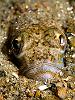 Trachinus draco 3
